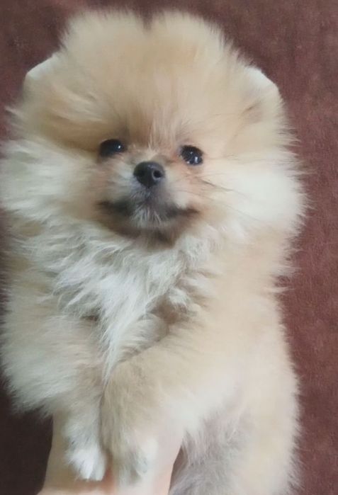 Щенки шпица мини