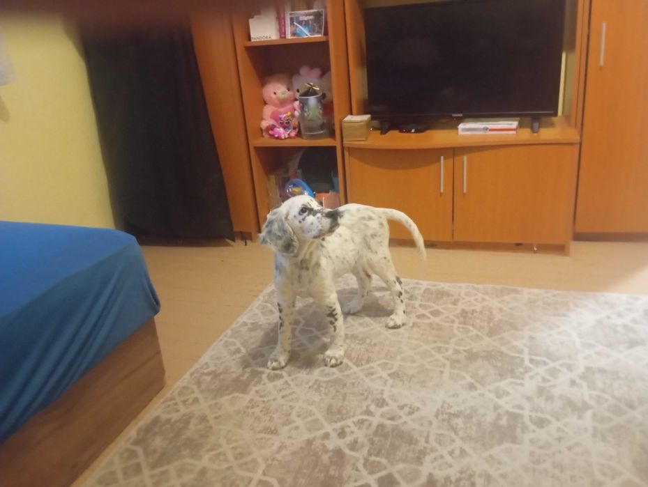 Свободно сетерче