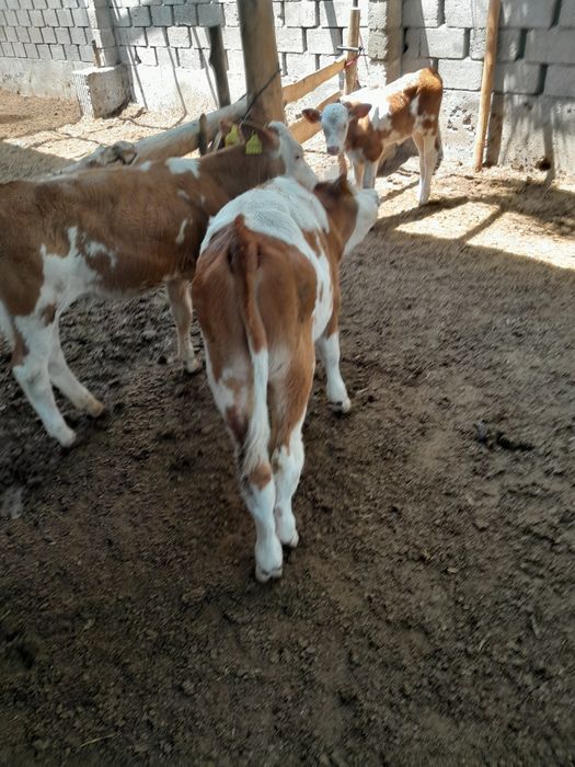 Simmental buqalar