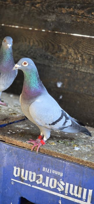 Mascul DV porumbel voiajor cu pedigree