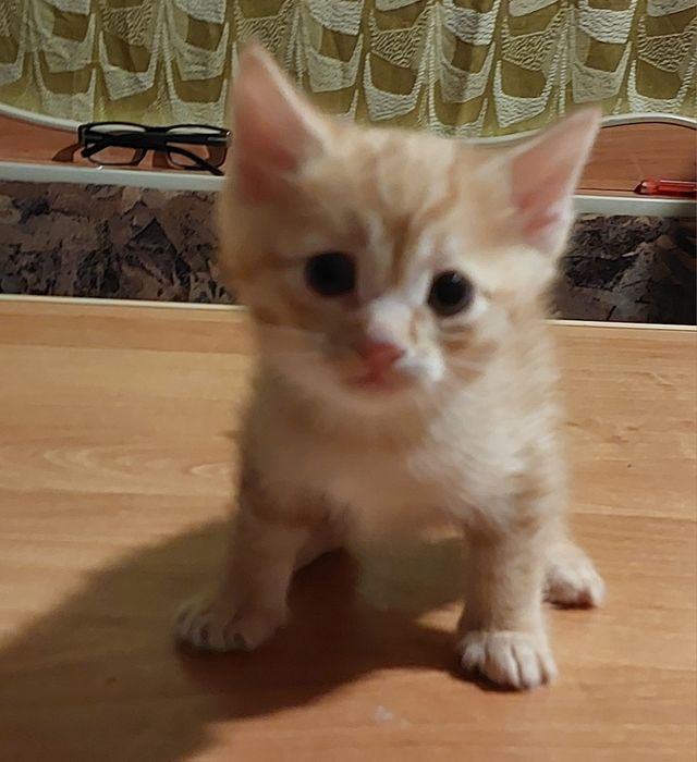 Рыжий кот самец 6 недель
