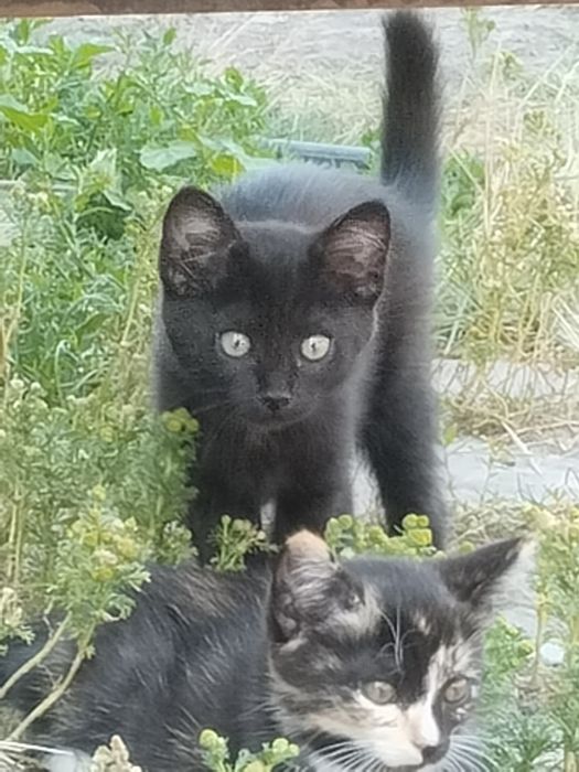 Отдам котят в добрые руки