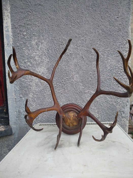 Продавам рога от елен