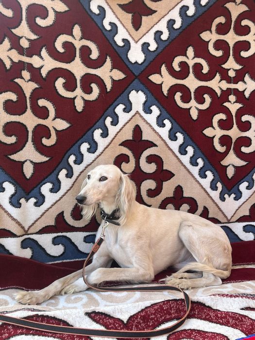 Тазы сатылады Арлан