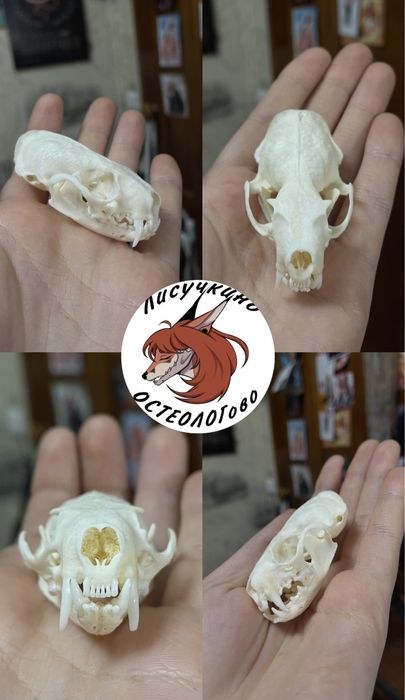Череп косули и не только