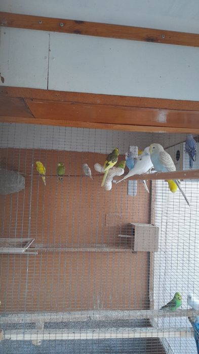 Papugaylar optim sotiladi