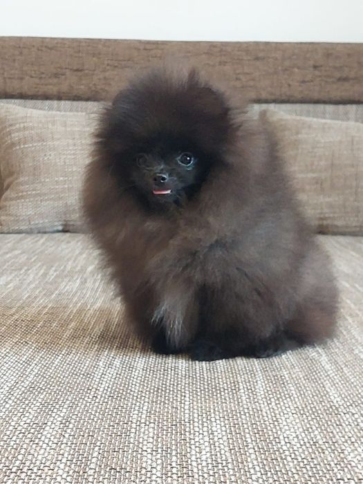 Pomeranian mascul cu pedigree