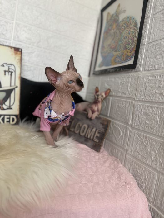 Baietel Sphynx teste si peidgree
