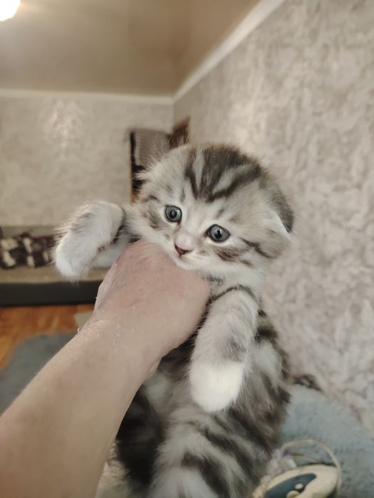 Шотландские фолды
