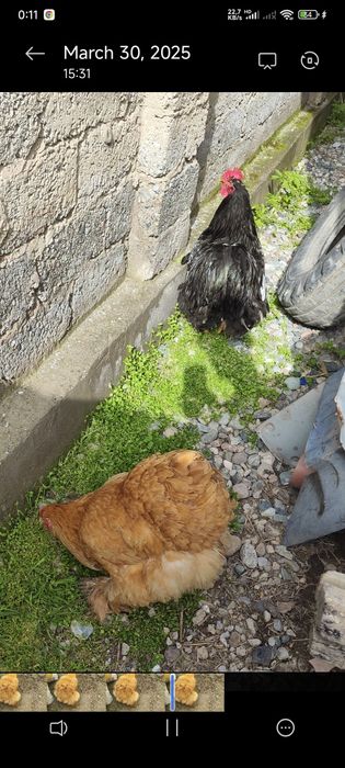 Koxinxin tuxumlari bor sotuvda yirik narsalar toza qon