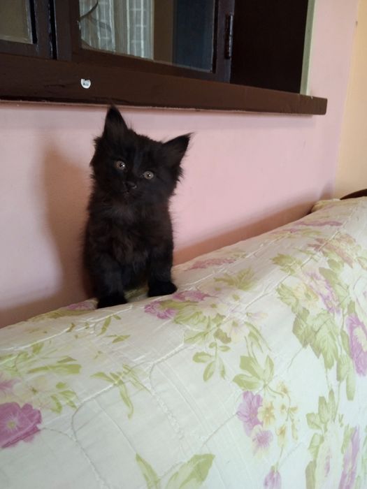 Отдам в добрые руки котят