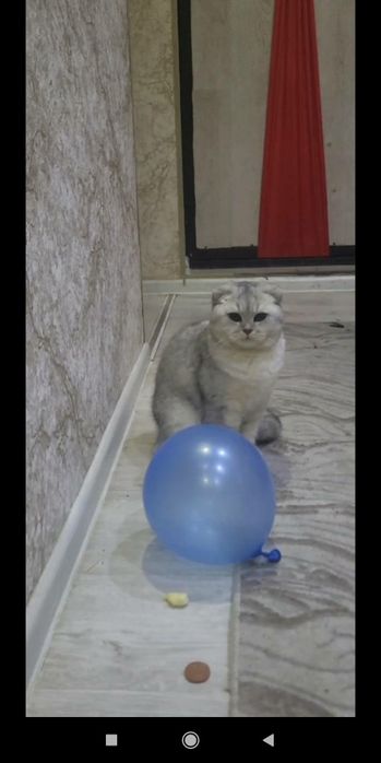 Qoni toza zotdor mushuk ŏğilbola,qizmushuklarni taklifqilamiz