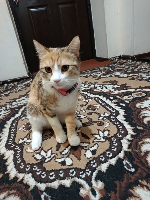 Кошка девочка Муиза