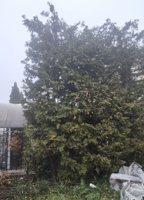 Продам взрослые туи Брабант (4-5 метров)