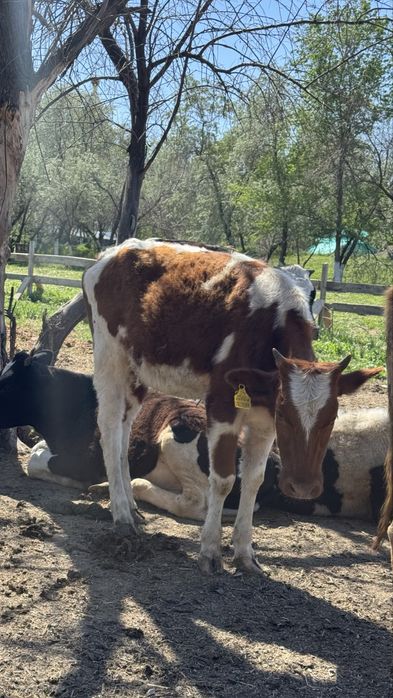 Продам телок от молочных коров