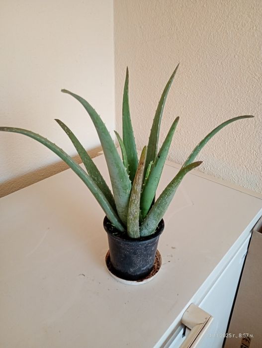 Лечебно алое вера