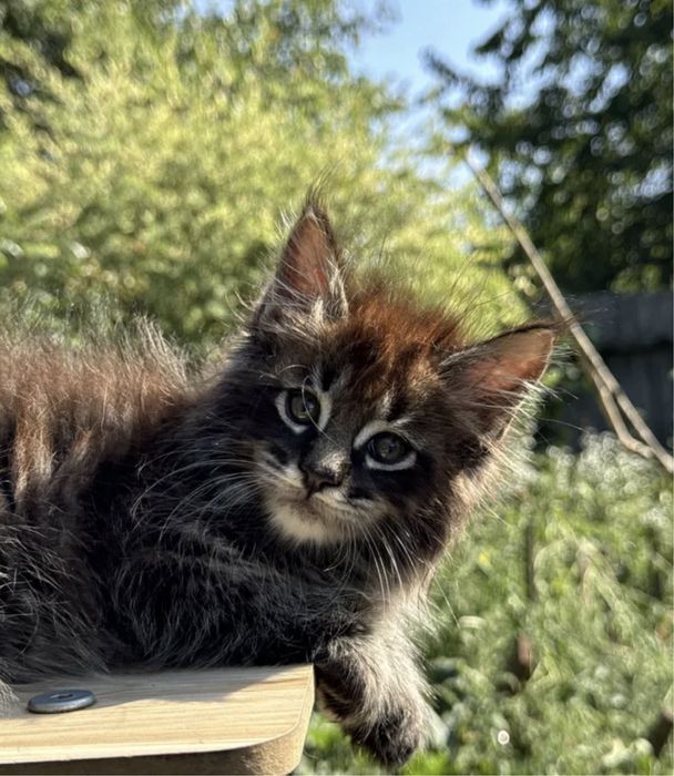 Мейн Кун котята пушистики