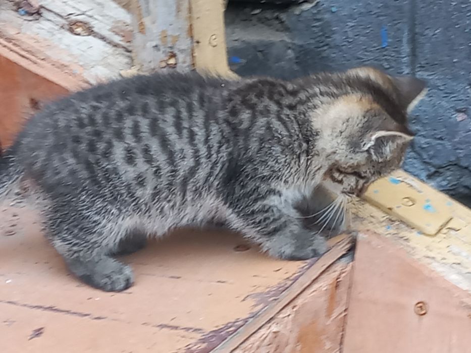 Котята шотландские