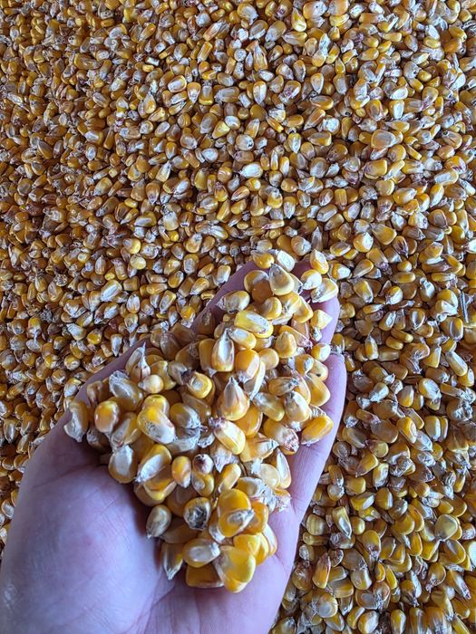 Vând porumb semisticlos