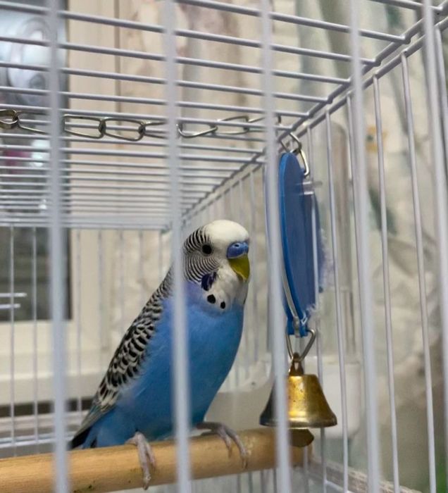 Продам волнистого попугая