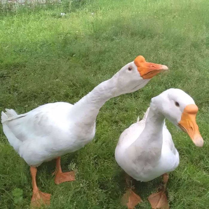 Продам гусей в городе Талгар