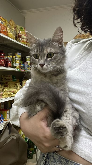 Кошка только  в добрые руки .