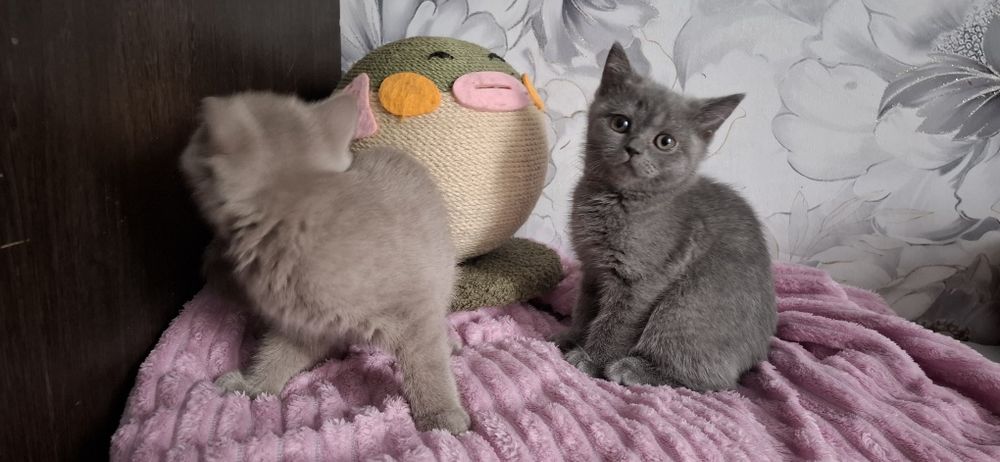 Британские котята с документами
