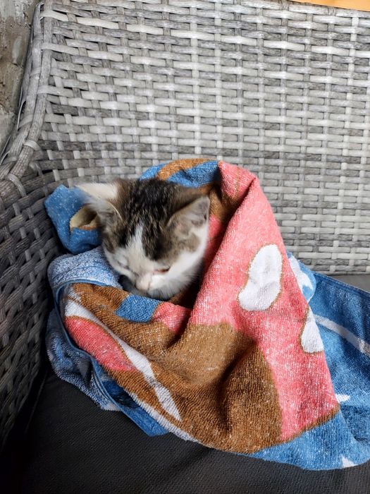 Ласковый котик от крысоловки