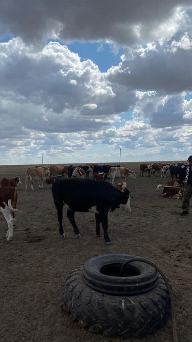 Кашар сатылады 1