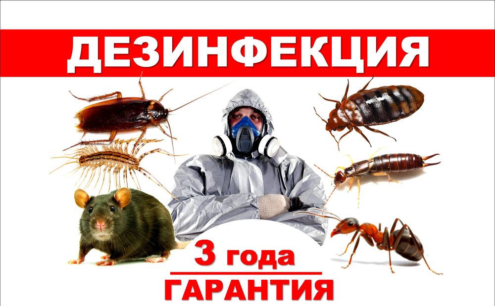 1 звонок — и тараканам КОНЕЦ