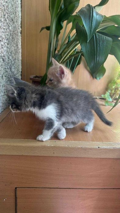 Славные котята ищут доброго хозяина