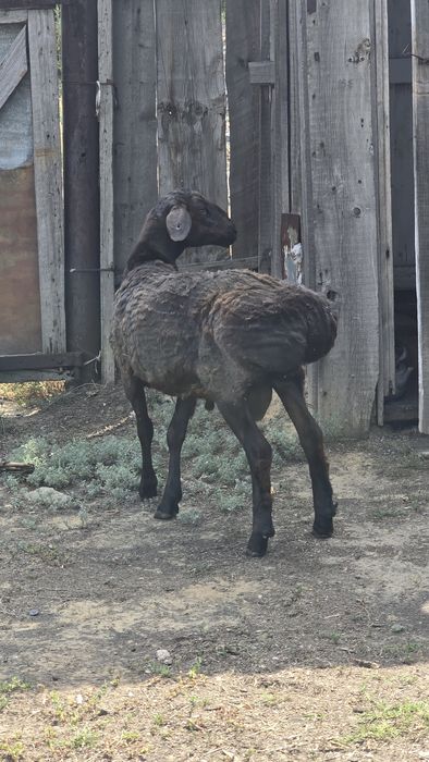 Срочно продам кошкар