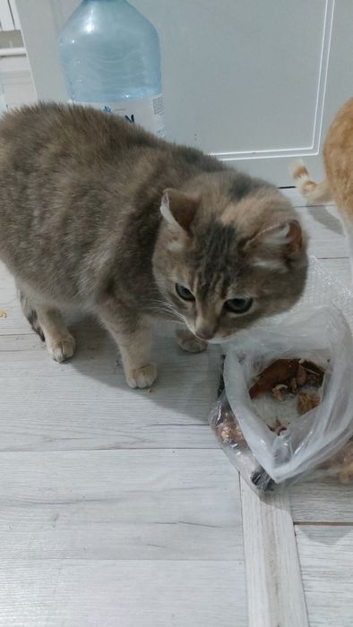 Котёнок 1 год Кошка 3года