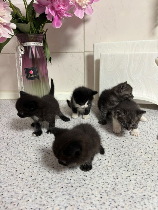 Котята  , самостоятельные