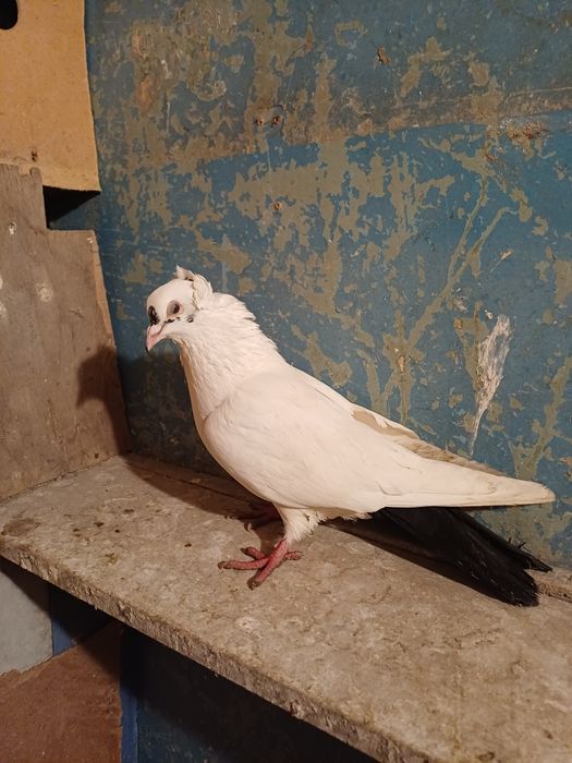 Голуби бакинские