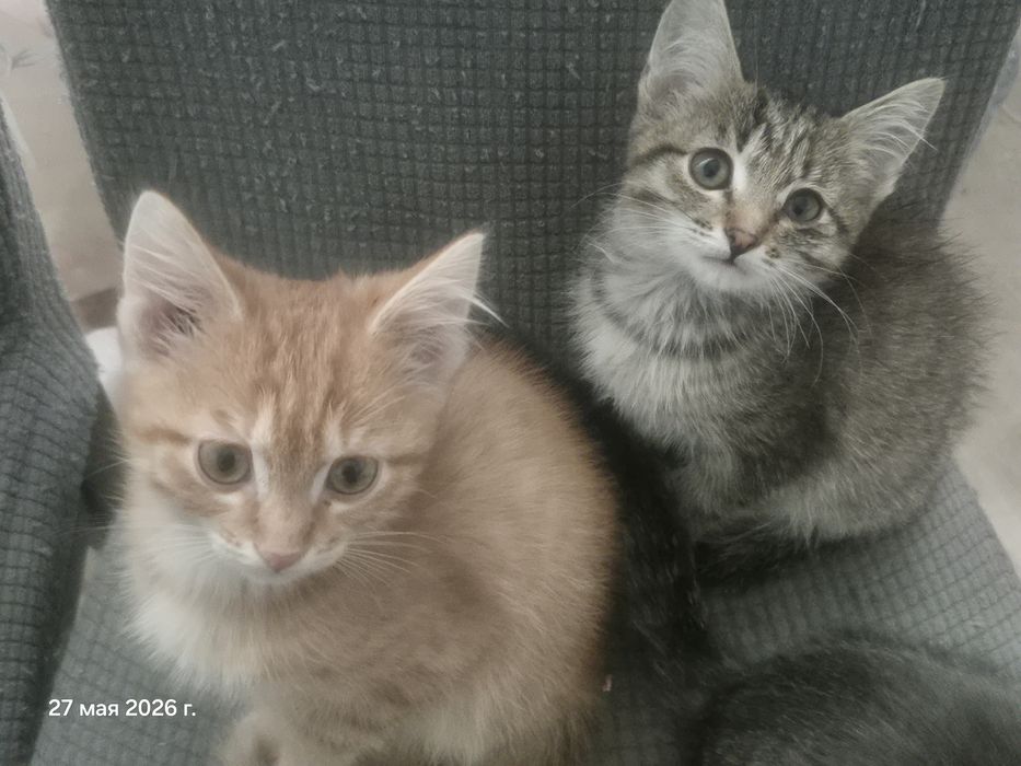 Отдам котят в добрые руки