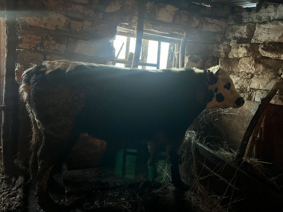 Бұқа сатылады 2 жасар