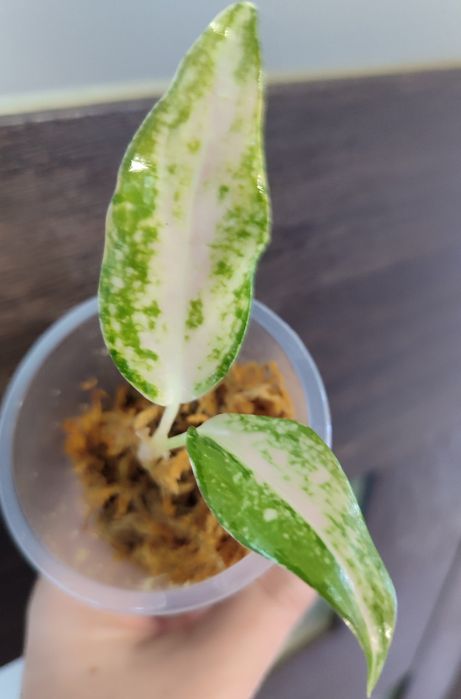 Тайские Аглаонемы