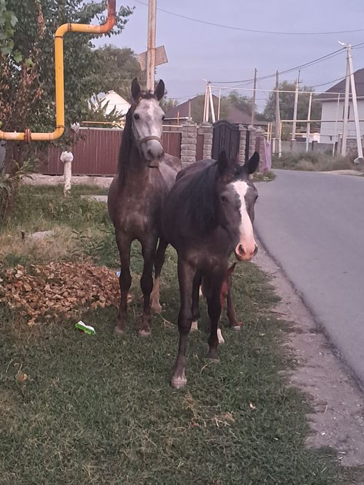 Байтал сатам, продам кобылку.