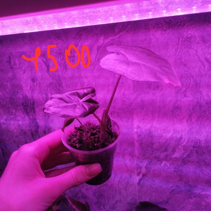 Продам комнатные растения