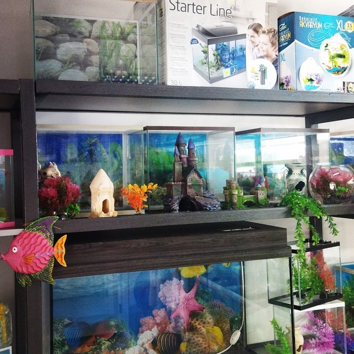 Корма для рыб в Афалине. Аль Фараби Навои