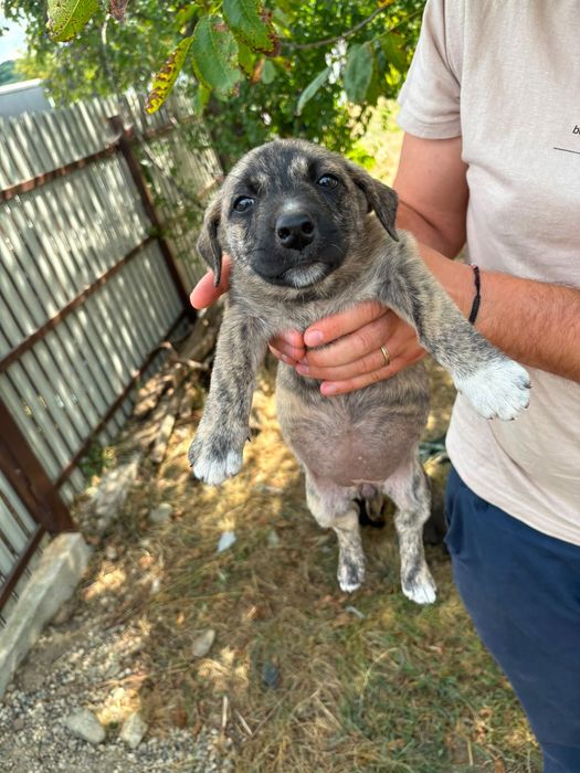 Ofer căței spre adopție