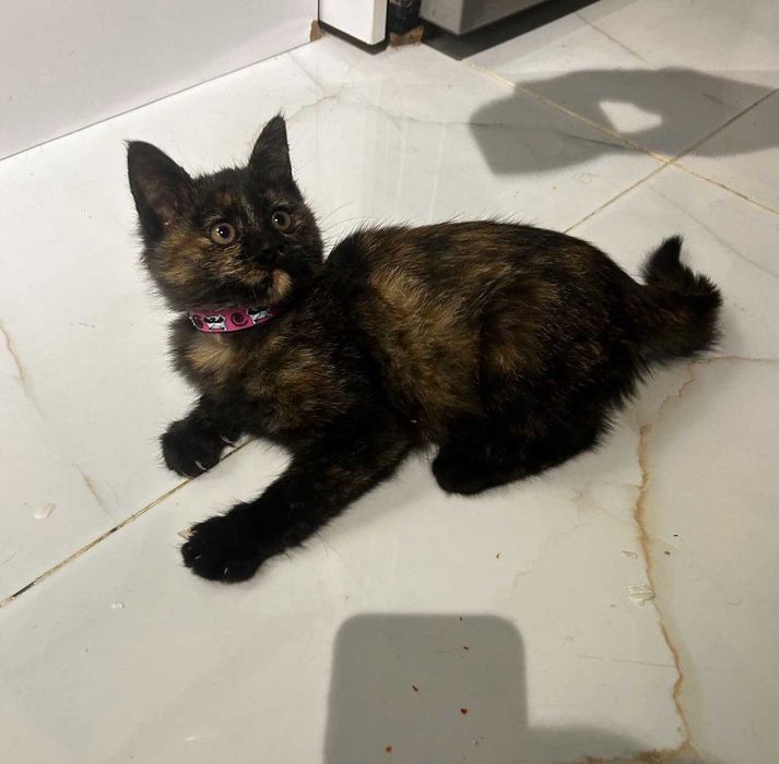 Котенок девочка (1,5 -2 месяца)