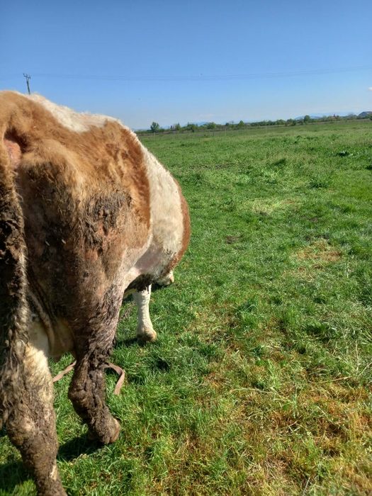 Vand vaca de 10 ani baltata românească talie mare