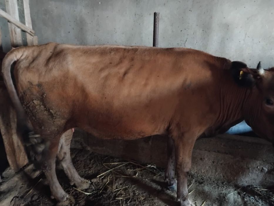 Продам крупно рогатый скот