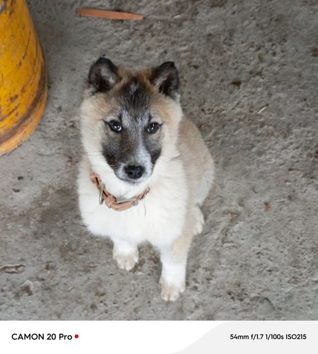 Щенок зарадно-сибирской лайки