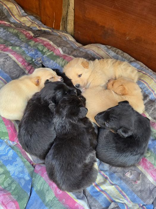 Дарю щенят!           .