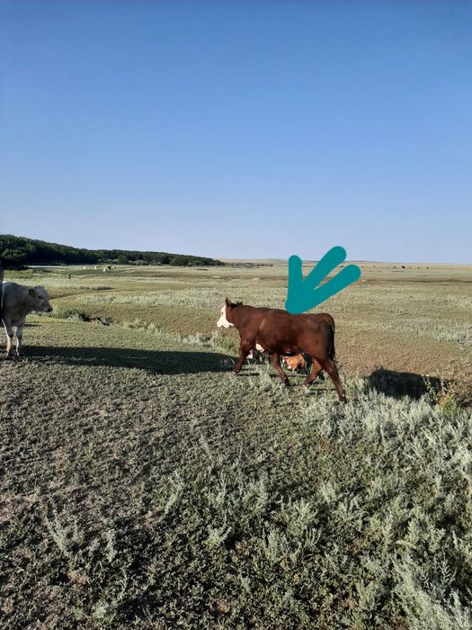 Продам быка , корову, телку