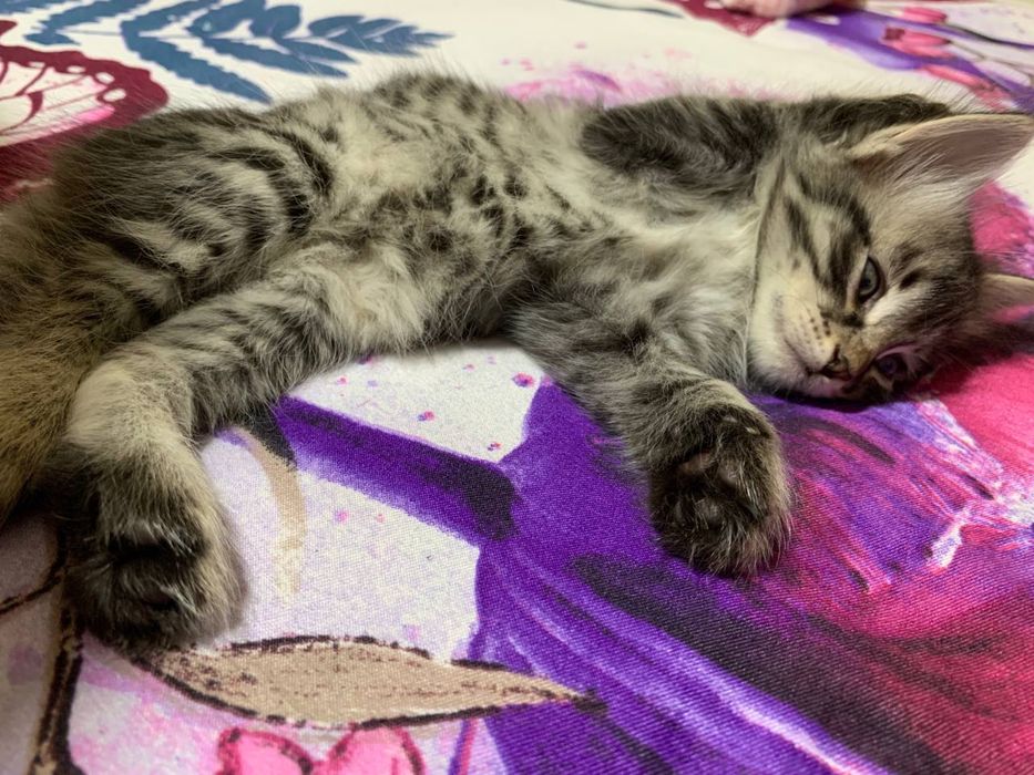 Рыжий котенок  ‘