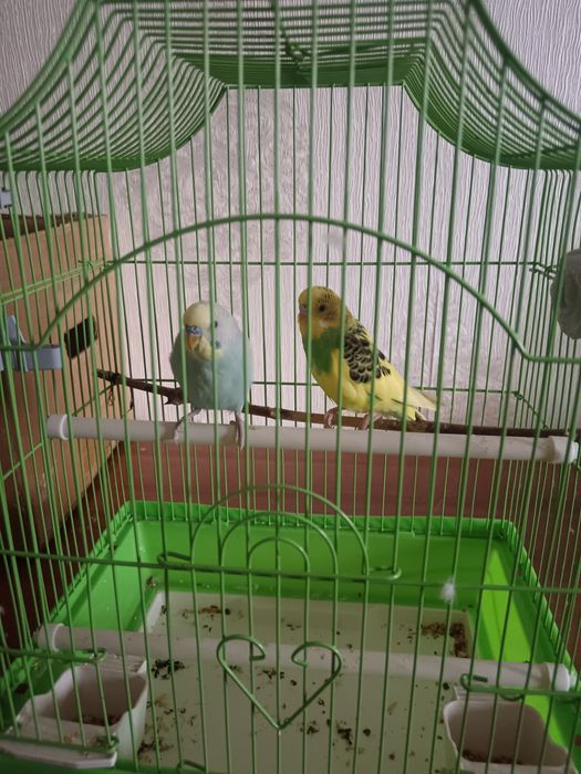 Продам 2-х попугаев